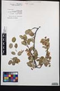 Amelanchier utahensis image