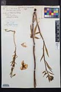 Clarkia bottae image