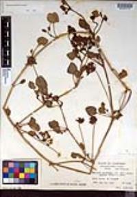 Abronia umbellata image