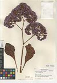 Limonium perezii image