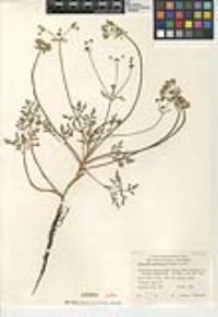 Sanicula graveolens image