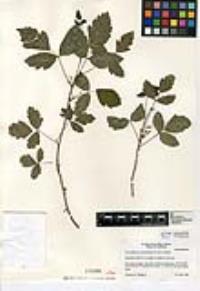 Toxicodendron diversilobum image