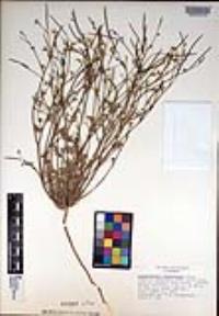 Eschscholzia minutiflora image