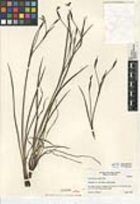 Sisyrinchium bellum image