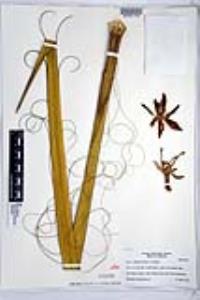 Yucca schidigera image