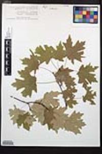 Acer grandidentatum image