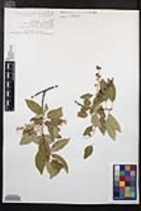 Prunus serotina subsp. virens image
