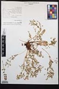 Ivesia baileyi var. beneolens image