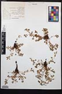 Ivesia baileyi var. baileyi image