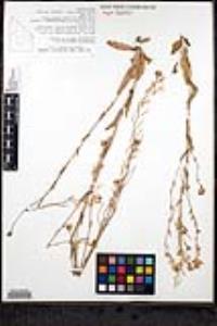 Thelypodium sagittatum var. ovalifolium image