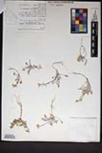 Physaria kingii image
