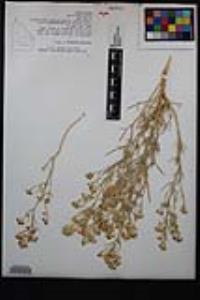Lepidium fremontii image