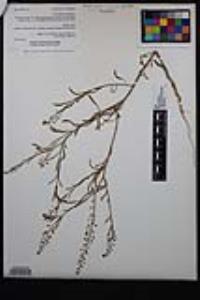 Lepidium virginicum subsp. menziesii image