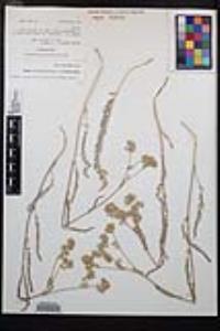 Ivesia aperta var. aperta image