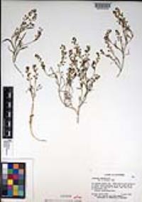 Lepidium nitidum image
