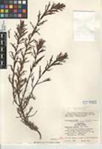 Castilleja subinclusa subsp. subinclusa image