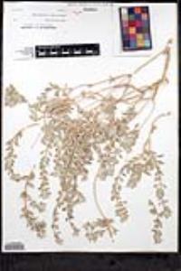 Salvia funerea image
