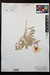 Oenothera californica image