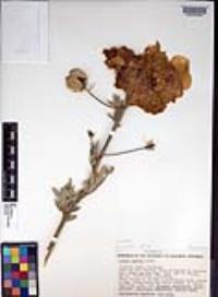 Romneya coulteri image