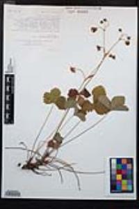Fragaria vesca image