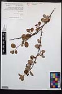 Amelanchier utahensis image