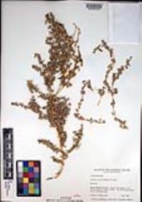 Atriplex coulteri image