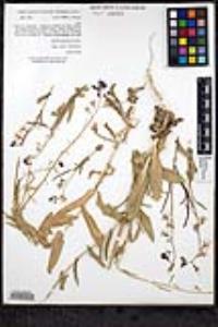 Caulanthus coulteri image