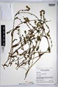 Amsinckia intermedia image