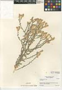 Petalonyx thurberi subsp. thurberi image