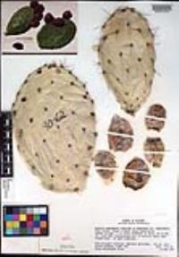 Opuntia engelmannii var. engelmannii image