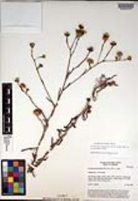 Corethrogyne filaginifolia image