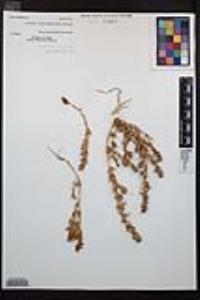 Epilobium campestre image