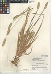 Phalaris caroliniana image