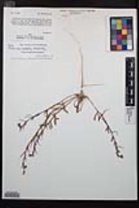 Camissoniopsis bistorta image