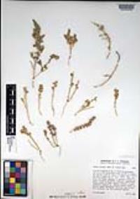 Atriplex coronata image