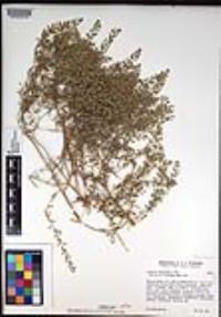 Lepidium lasiocarpum image