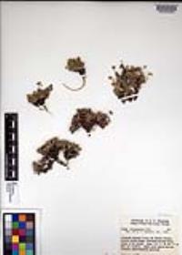 Draba oligosperma image