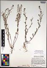 Descurainia pinnata subsp. intermedia image