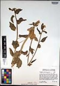 Cardamine cordifolia image