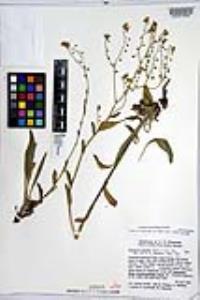 Hackelia patens image