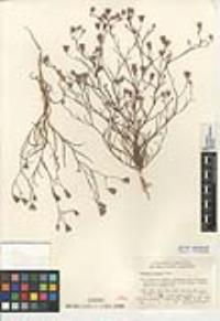 Malperia tenuis image