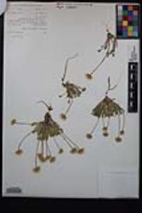 Erigeron compositus image