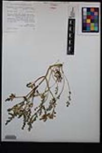 Corydalis aurea image