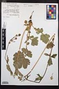 Geum macrophyllum var. perincisum image