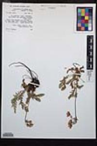 Geum triflorum var. ciliatum image