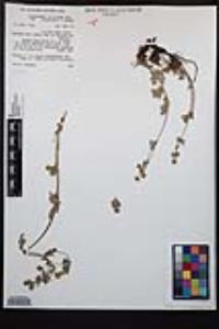 Potentilla gracilis var. brunnescens image
