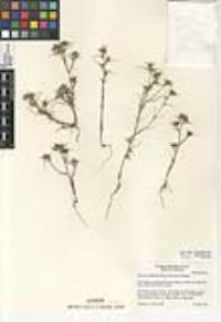 Eriastrum filifolium image