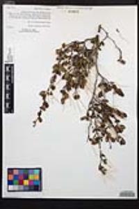 Cercocarpus minutiflorus image