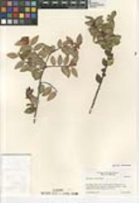Vaccinium ovatum image