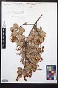 Prunus ilicifolia image